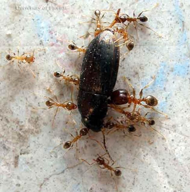 Figure 8. Bigheaded ant, Pheidole megacephala (Fabricius), minor workers and one major worker combine their strength to move a dead beetle.