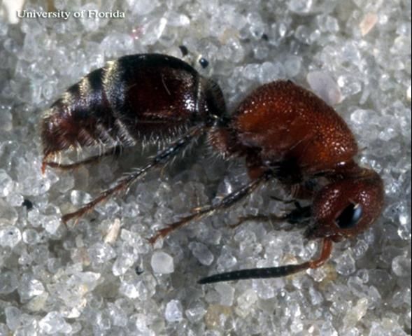 Figure 37. Lateral view of an adult female Timulla sp., a velvet ant.