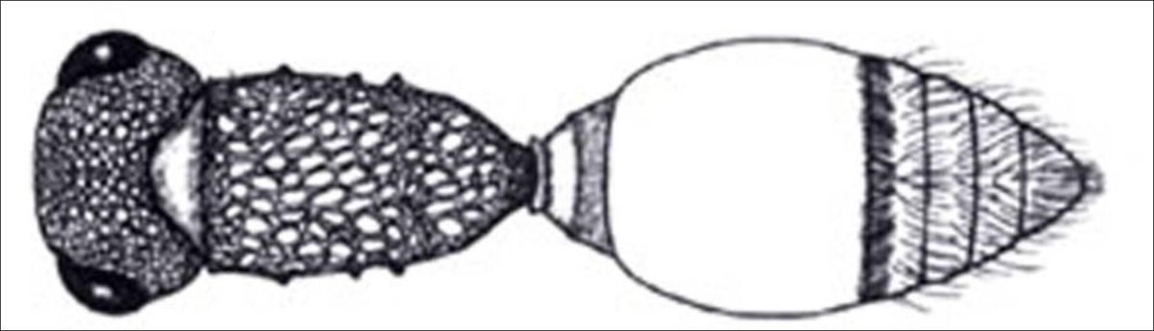 Figure 17. Dorsal view of tuberculate anterior and propodeal spiracles of Lomachaeta variegata.
