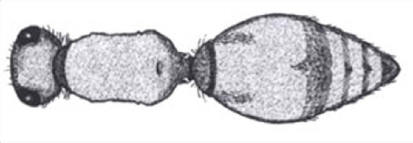 Figure 10. Dorsal view of long, rectangular mesosoma of Timulla spp.