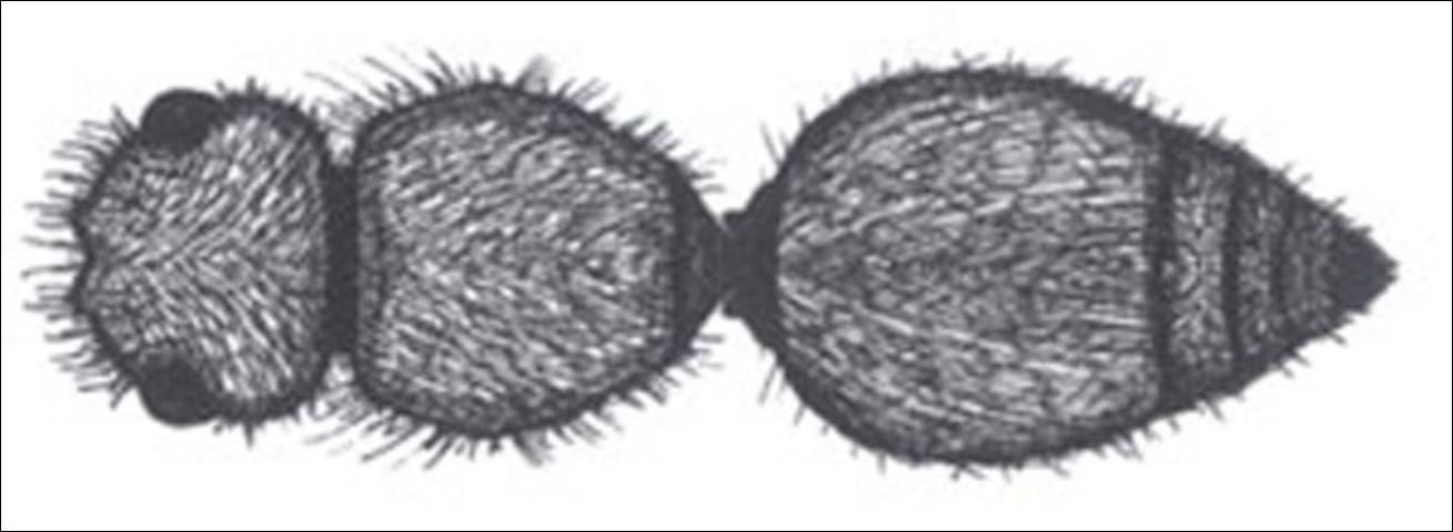 Figure 15. Dorsal view of non-disciform petiole of Dasymutilla spp.