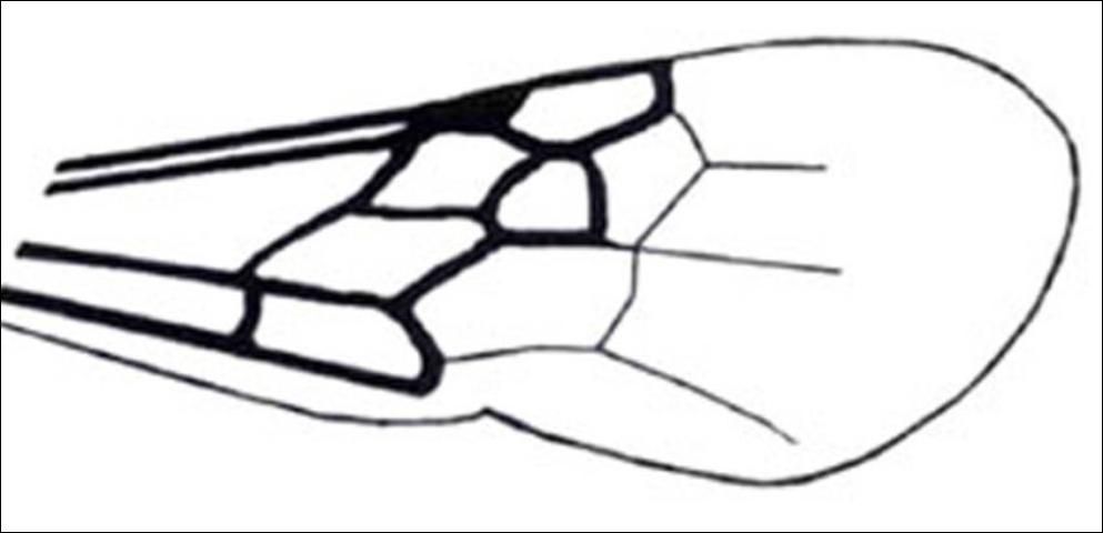 Figure 21. Anterior wing with membranous or absent pterostigma.