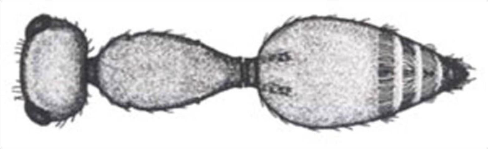 Figure 13. Dorsal view of short, parallel-sided petiole of Ephuta spp.