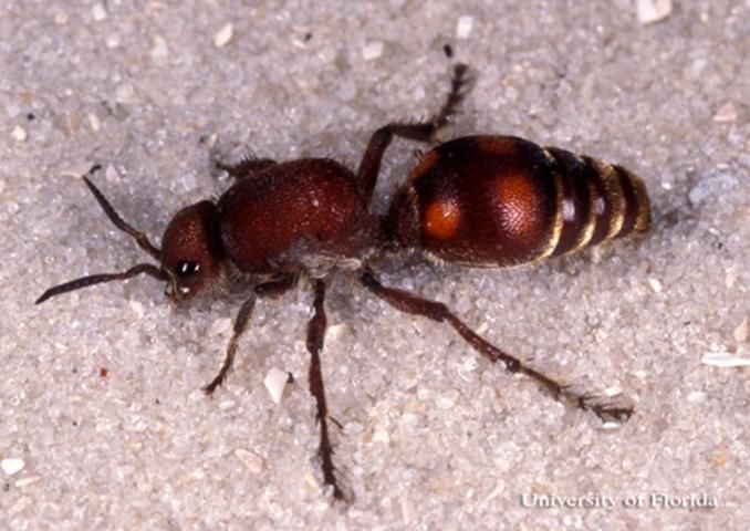 Figure 3. Adult female Dasymutilla sp., a velvet ant.