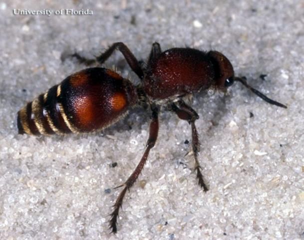Figure 33. Adult female Dasymutilla sp., a velvet ant.