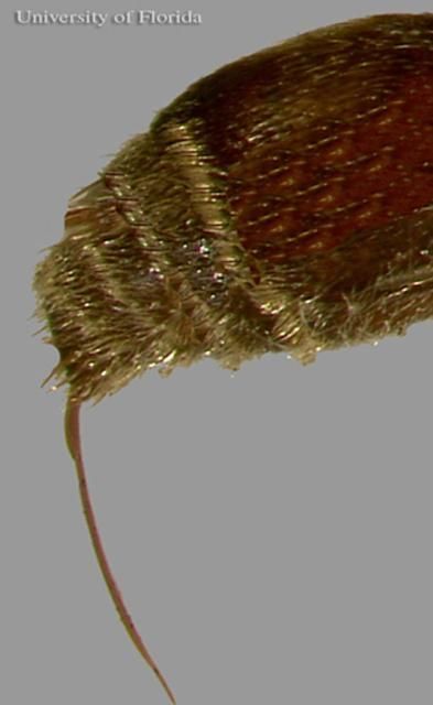Figure 40. Ovipositor (stinger) of an unidentified, adult female velvet ant, Dasymutilla sp.