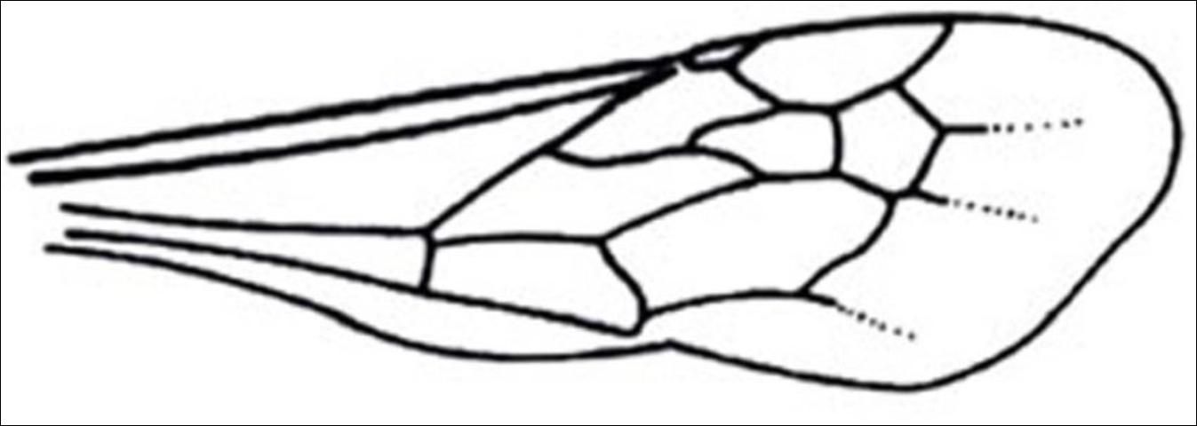 Figure 8. Anterior wing, subfamily Mutillinae, with pterostigma membranous or absent.