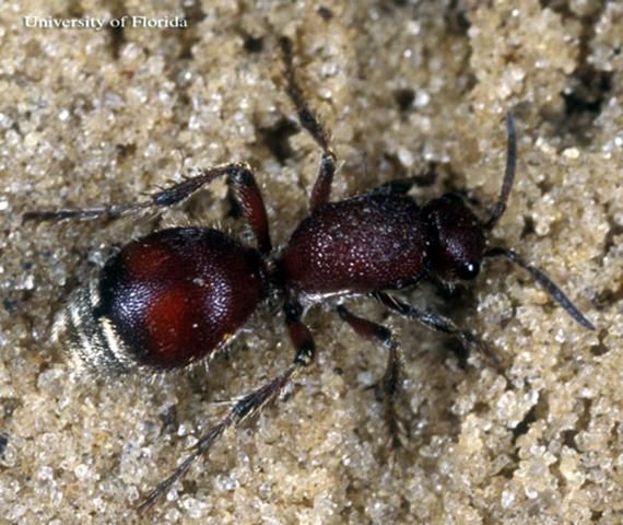Figure 32. Adult female Dasymutilla sp., a velvet ant.
