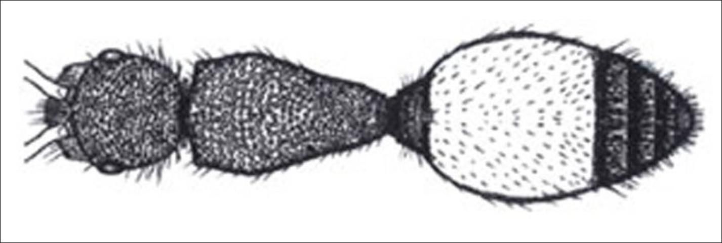 Figure 14. Dorsal view of apical fringe of tergite II of Sphaeropthalma pensylvanica (Lepeletier).