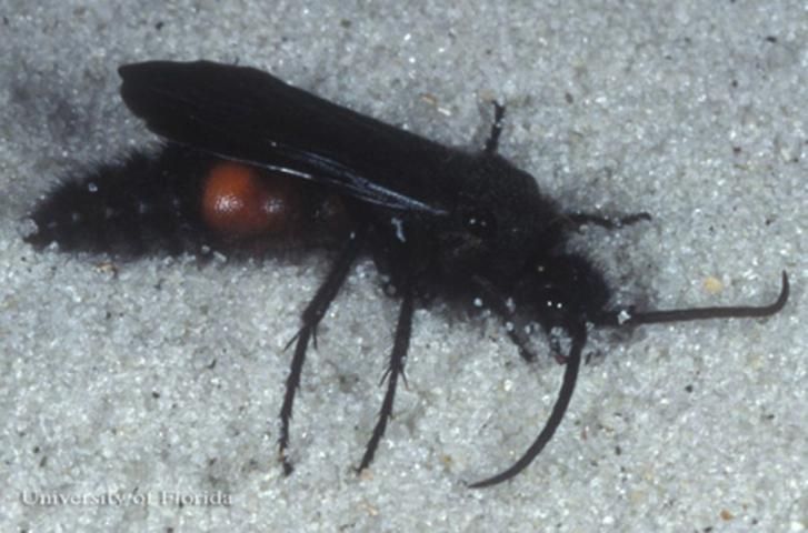 Figure 31. Adult male Dasymutilla sp., a velvet ant.
