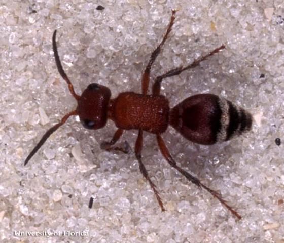 Figure 5. Dorsal view of an adult female Timulla sp., a velvet ant.
