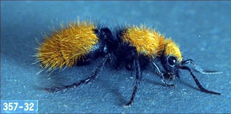 Figure 34. Adult female Dasymutilla sp., a velvet ant.