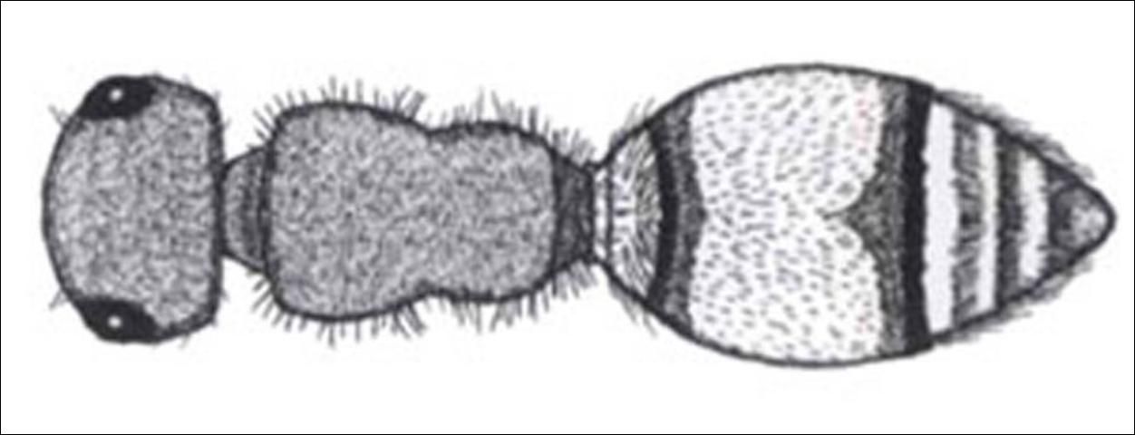 Figure 11. Dorsal view of Pseudometheca simillima (Smith). Note: head less than twice the width of mesosoma.
