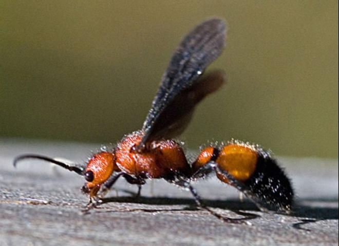 Figure 38. Adult male Sphaeropthalma pensylvanica (Lepeletier), a velvet ant.