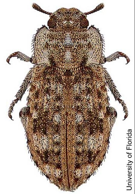 Figure 4. Adult Madagascar beetle, Leichenum canaliculatum variegatum (Klug).