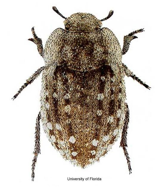 Figure 3. Adult Ammodonus fossor (LeConte), a native tenebrionid beetle.