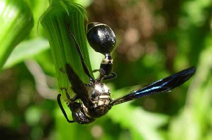 Figure 6. An adult male Zethus spinipes Fox. Notice apical curve on antenna that indicates a male. Image taken in Indian River County, Florida, so species is most likely Z. s. variegatus Say.