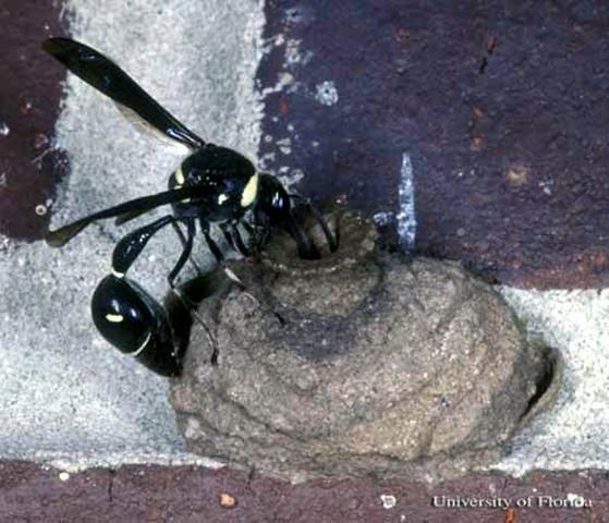 Figure 1. Adult potter wasp, Eumenes fraternus Say.