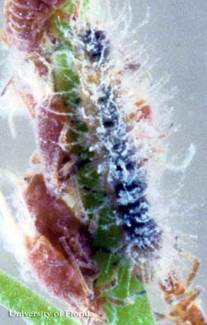 Figure 4. Early instar larva of the harvester butterfly, Feniseca tarquinius (Fabricius), partially covered with wax from woolly maple aphid prey.