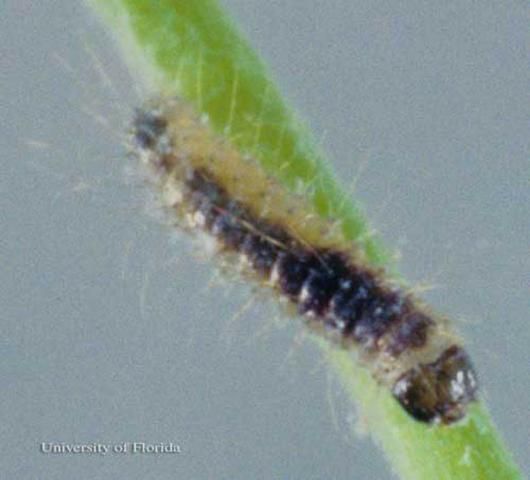 Figure 3. First instar larva of the harvester butterfly, Feniseca tarquinius (Fabricius), full of woolly maple aphid blood.