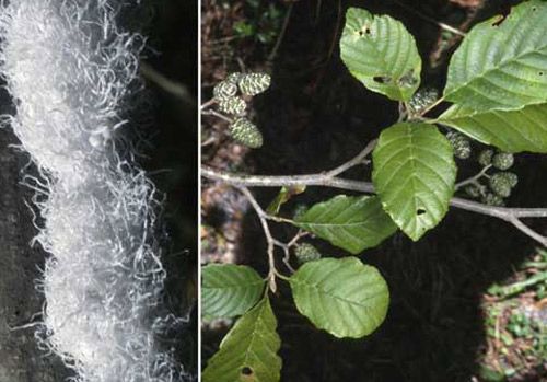 Figure 8. Hazel alder (right), Alnus serrulata (Aiton)Willd. (Betulaceae); and adult woolly alder aphids (left), Prociphilus tesselatus (Fitch) (formerly Paraprociphilus tesselatus Fitch).