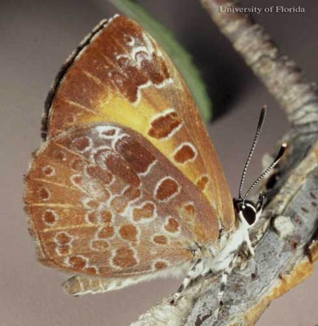 Figure 1. Adult harvester butterfly, Feniseca tarquinius (Fabricius).