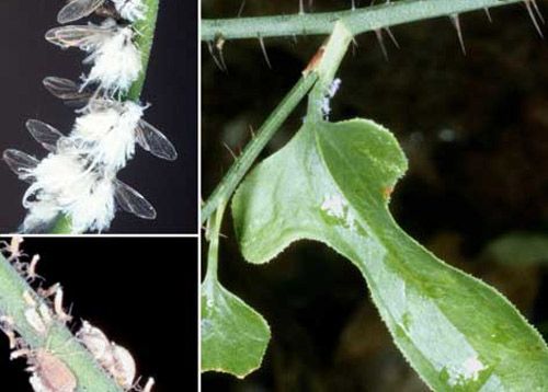 Figure 7. Bristly greenbriar (right), Smilax tamnoides L.; and adult (top-left) and nymphal (bottom-left) woolly maple aphids, Neoprociphilus aceris (Monell).