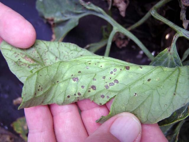 Figure 1. Bacterial leaf spot is one of the key diseases of both pepper and tomato. Although there are only a few primary pests of tomato or pepper, about 27 insects, nearly 30 pathogens, several weeds, and two nematodes can significantly reduce tomato production.