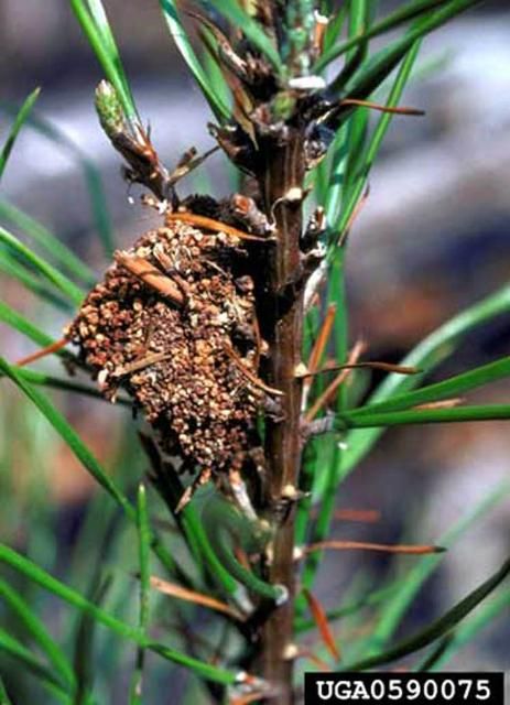 Figure 5. Frass nest of older larvae of the pine webworm, Pococera robustella (Zeller).