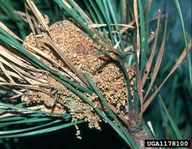 Figure 4. Frass nest of older larvae of the pine webworm, Pococera robustella (Zeller).