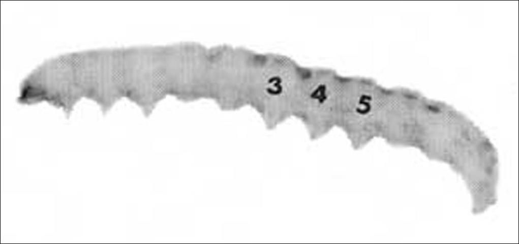 Figure 7. Larva with abdominal segments bearing prolegs indicated by number.