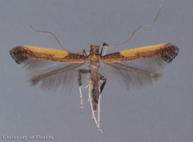 Figure 10. Adult azalea leafminer, Caloptilia azaleella (Brants). Wingspan of this specimen is 9.9 mm.