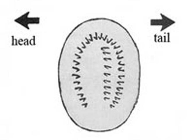 Figure 8. Ventral view of left proleg, fourth abdominal segment, showing arrangement of crochets.