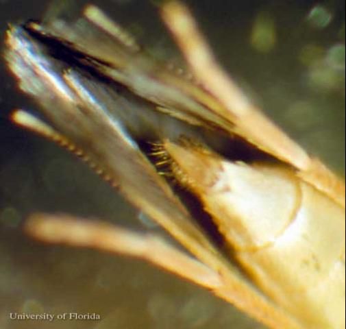 Figure 11. Ovipositor of adult female azalea leafminer, Caloptilia azaleella (Brants).