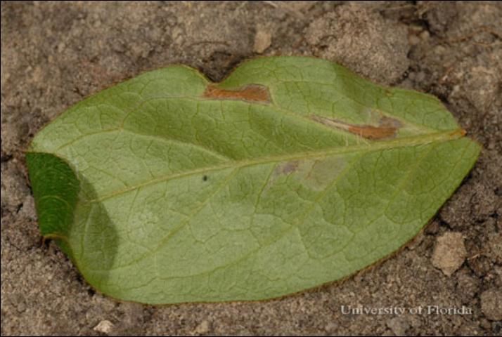 Figure 12. Under leaf surface of azalea foliage damaged by azalea leafminer, Caloptilia azaleella (Brants); leaf folds (tip of leaf) and two mines (brown areas).
