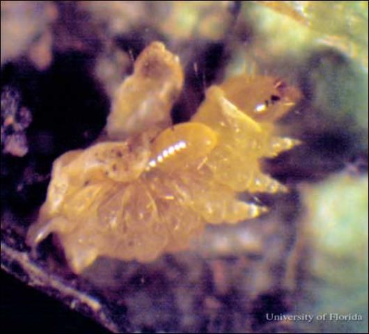Figure 14. Larva of a Sympiesis sp. parasitoid feeeding on a larva of an azalea leafminer, Caloptilia azaleella (Brants).