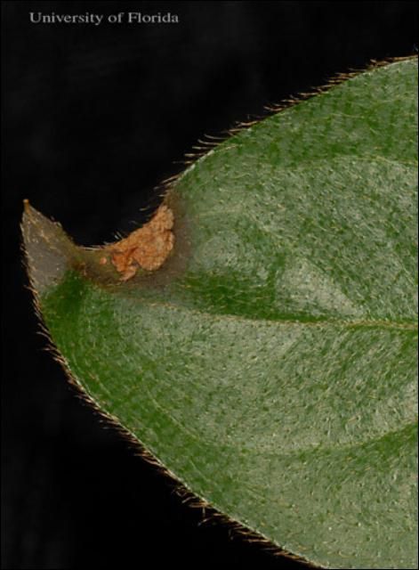 Figure 13. Upper leaf surface of azalea foliage damaged by azalea leafminer, Caloptilia azaleella (Brants); leaf die-back (at tip) and two mines (near tip).