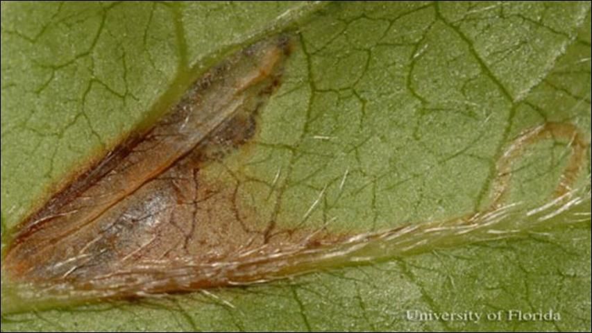 Figure 5. Young larva (upper middle) of the azalea leafminer, Caloptilia azaleella (Brants). Note brown color of mined area.