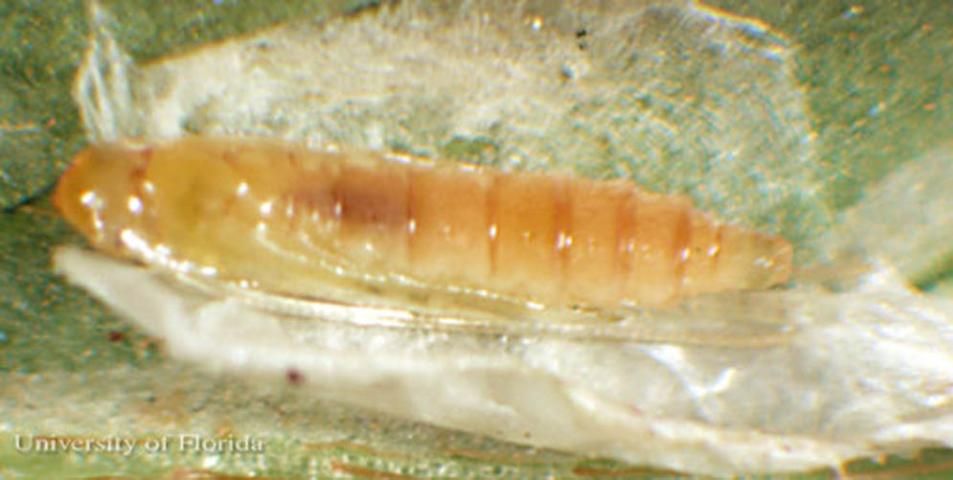 Figure 3. Pupa (pupal case removed) of the azalea leafminer, Caloptilia azaleella (Brants).