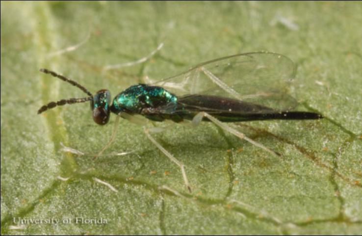 Figure 15. Adult female Sympiesis sp. parasitoid of the azalea leafminer, Caloptilia azaleella (Brants).