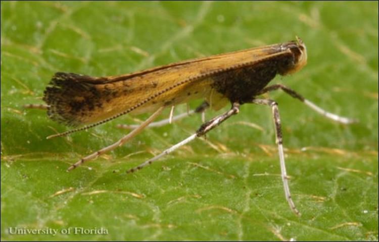 Figure 9. Adult azalea leafminer, Caloptilia azaleella (Brants).