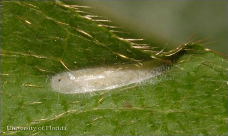Figure 4. Typical cocoon of the azalea leafminer, Caloptilia azaleella (Brants).