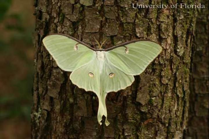 Figure 3. Adult female luna moth, Actias luna (Linnaeus).
