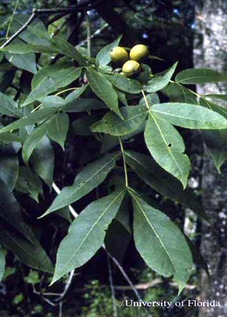 Figure 18. Pignut hickory, Carya glabra (Mill.)Sweet, a host of the luna moth, Actias luna (Linnaeus).
