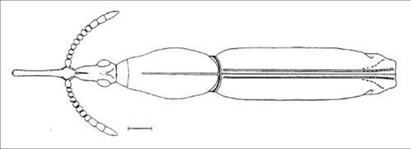 Figure 6. Adult Paratrachelizus uncimanus (Boheman), a primitive weevil. Image shows female habitis (general form and appearance). Line represents 1 mm.