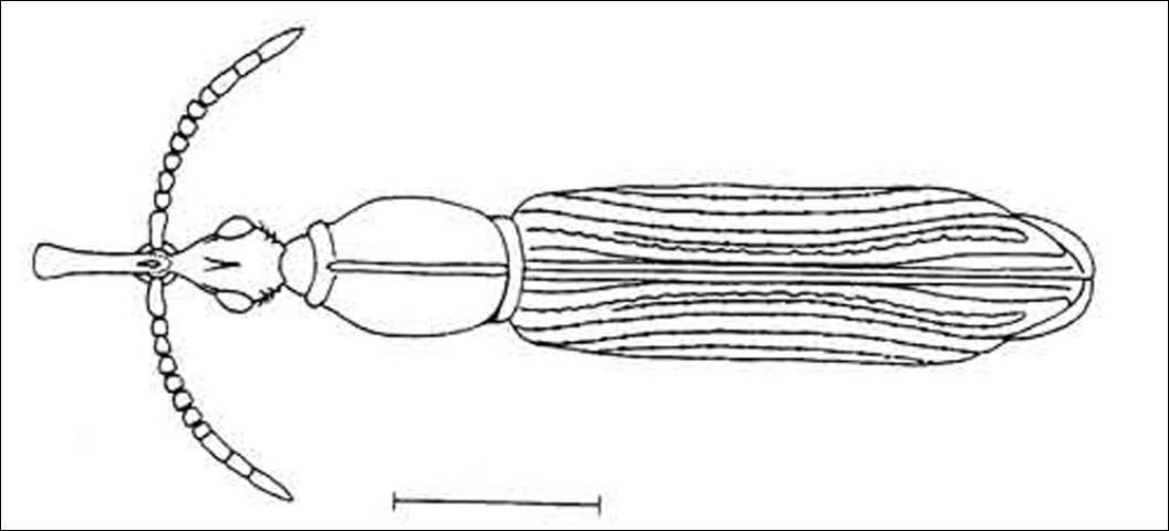 Figure 7. Adult Stereodermus exilis Suffian, a primitive weevil. Image shows habitus (general form and appearance). Line represents 1 mm.