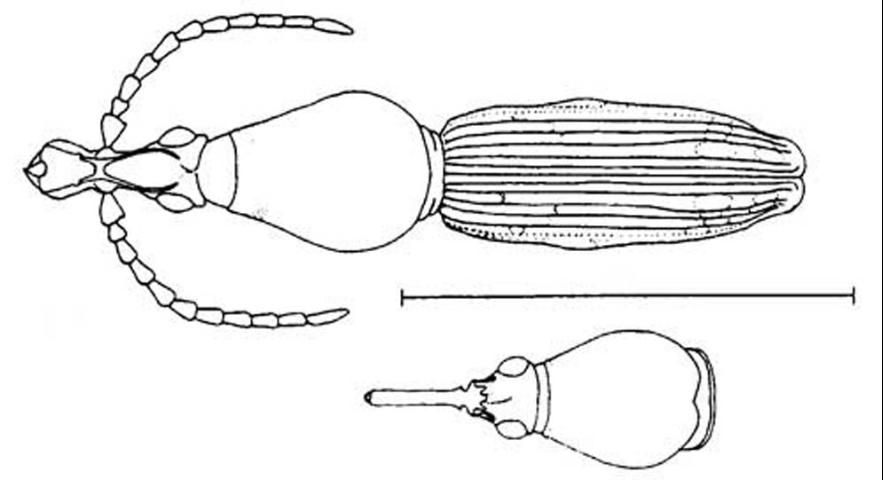 Figure 3. Adult Arrhenodes minutus (Drury), a primitive weevil. Image shows male (top) habitus (general form and appearance), female (bottom) head and prothorax. Line represents 10 mm.