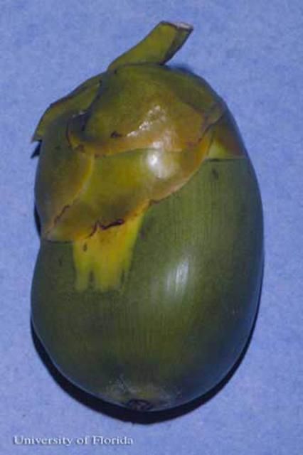 Figure 6. Daño inicial del ácaro del coco, Aceria guerreronis Keifer. Observe la zona triangular pálida.