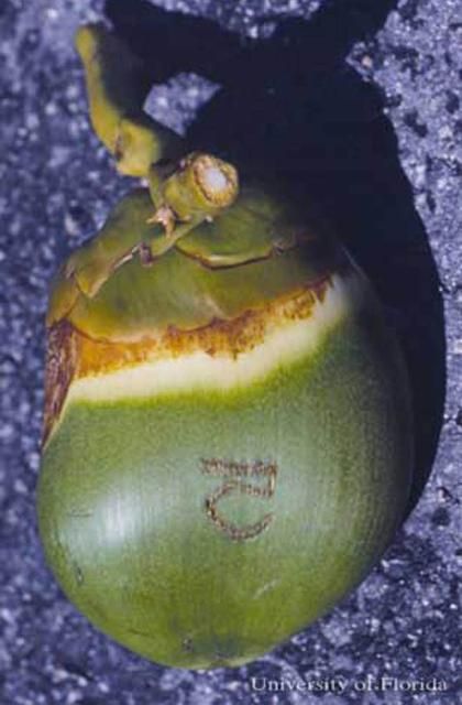 Figure 7. Daño inicial en una zona más extendida por el ácaro del coco, Aceria guerreronis Keifer.