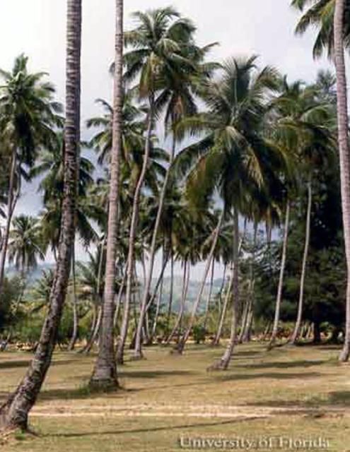 Figure 8. Palmas de coco, Cocos nucifera L. de la variedad 'Alto de Jamaica' en Playa Tres Hermanos, cerca de Añasco, Puerto Rico. Los cocos son removidos periódicamente de las palmas en el área del balneario.